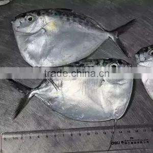 Mene Maculata / Moon Fish Whole Round thumbnail-1