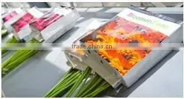 Flower / Gerbara Shipping Display Box thumbnail-1