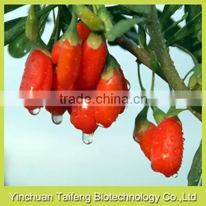 2015's New Crop Gojiberry From China thumbnail-2