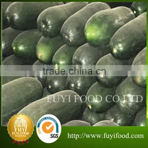 Winter Melon thumbnail-1