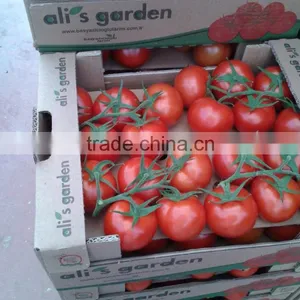 Bef Tomato thumbnail-3