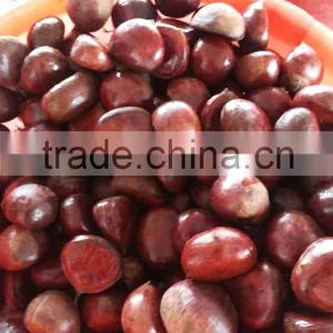 2015 Water Chestnut/chinese Chestnut thumbnail-1