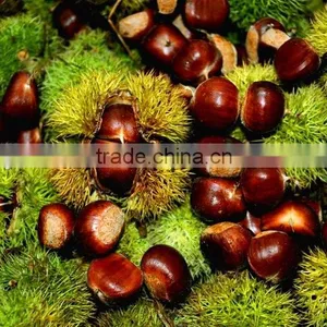 Fresh Chestnut Nuts thumbnail-1