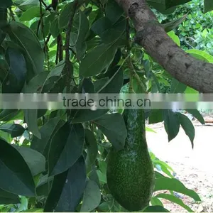 Avocado Tree Seedling thumbnail-3