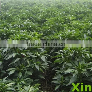 2015 Chinese Dried Chilli Crushed, 2nd Grade40-80mesh TOP Sanying Red Chilli Pepper Crushed Free Sample thumbnail-3