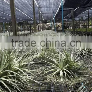 Tillandsia Air Plant thumbnail-4