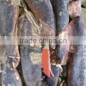 Whole Round Frozen Peru Giant Squid thumbnail-1