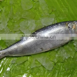 Canned Sardine Fish thumbnail-2