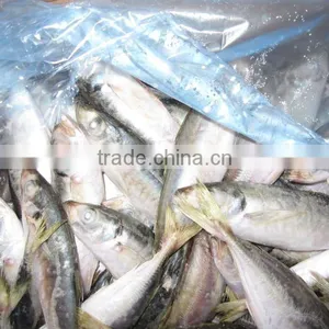 2011 New Catched Horse Mackerel thumbnail-1