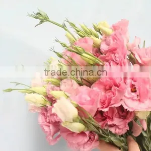 Fragrant Fresh Lisianthus With Many Kinds of Colors Wholesale From Kunming thumbnail-2