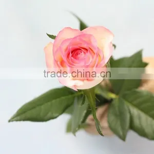 Hot Sale Return Gifts Natural Fresh Cut Rose Flower Wholesale From China thumbnail-2