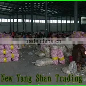 (HOT) GARLIC/FRESH GARLIC Size: 5.5 CM or More thumbnail-2