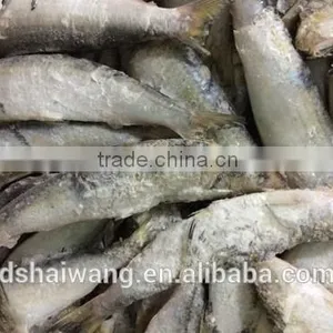 Frozen Sardine Fish Exports thumbnail-3