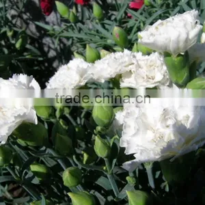 Cheap Snow White Fresh Cut Carnation Flowers thumbnail-6
