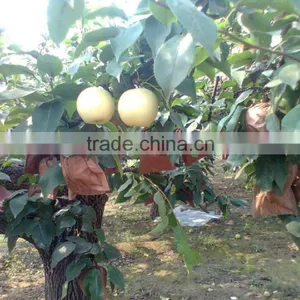 Huangguan Pear/ Crown Pear / Golden Pear thumbnail-3