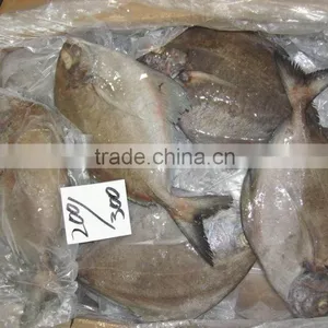 Frozen Black Pomfret Fish thumbnail-2