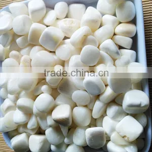 Wholesale Price Tumbled Tridacna Stone thumbnail-1
