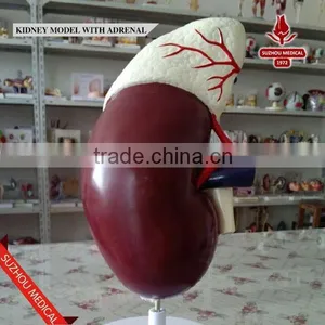 Kidney Model With Adrenal thumbnail-3