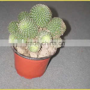 Mini Cactus Succulent Indoor Plants Bonsai Nursery Echinocactus Grusonii Cereus Cacti Opuntia Dillenii Cactaceae Notocactus thumbnail-3