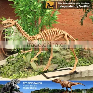 MY Dino-C075 Small Fake Skeletons for Home Decoration thumbnail-2