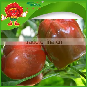 Bell Pepper/Color Pepper thumbnail-4