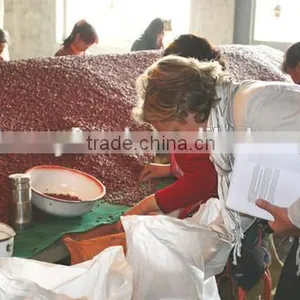 Red Kidney Beans for Hot Sale and With Free Sample for Sale thumbnail-4