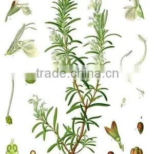 Natural Rosemary Extract 30% Carnosic Acid/Rosemary Extract Powder/Rosemary Powder thumbnail-3