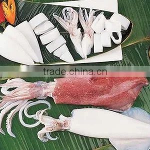 Cephalopods Seafood Fresh Squid thumbnail-1