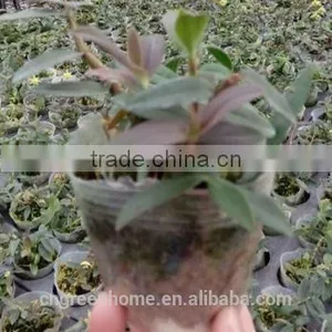 Dendrobium Offcinale Flask thumbnail-2