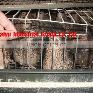 TAIYU H Type 5 Tiers Bird Cage for Quail thumbnail-1