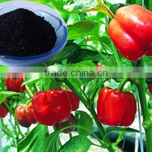 Wholesale Seaweed Extract Flake / Powder, Sargassum Seaweed Organic Fertilizer thumbnail-1