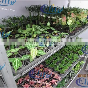 A19 Display Flower Pot Danish Trolley thumbnail-1
