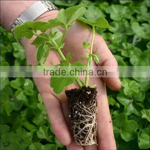 Cheap Best Sell Rice Plant Seedling Tray for Sale thumbnail-5