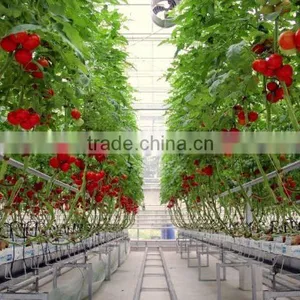 Glass Greenhouses China thumbnail-3