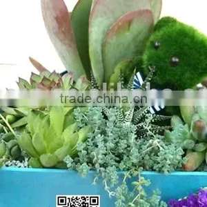 Biodegradable Colorful Plastic Flower Pots Eco Plant Fiber Pots thumbnail-3