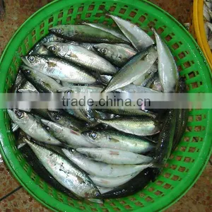 Frozen Pacificus Mackerel thumbnail-6