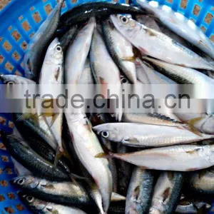 Frozen Pacific Mackerel In Fish thumbnail-2