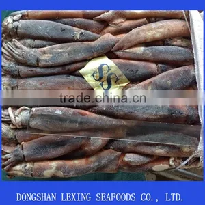 Frozen WR Illex Argentinus Squid thumbnail-1