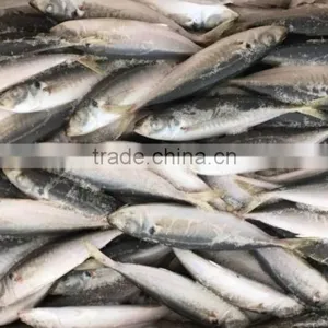 Whole Round Seafood Fresh Sea Frozen Jack Mackerel thumbnail-1