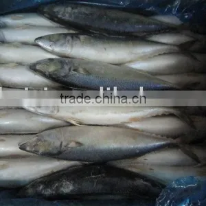 Frozen Mackerel ( 300-500g) thumbnail-1