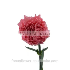 Hot Fashion Single Carnations Cut Flower Price Fresh Cut Flowers From China thumbnail-2
