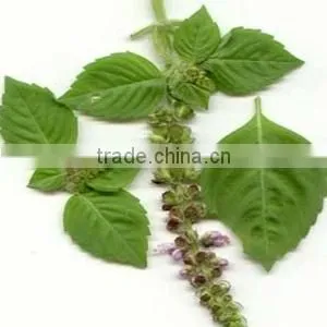 TULSI POWDER EXTRACT thumbnail-4
