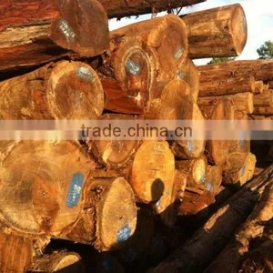 YELLOW BALAU(LATU) LOGS WITH BEST PRICE FROM LAOS thumbnail-1