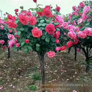 the Price of 5 - Centimeter Chinese Rose Flowers From Henan is Cheap. we Guarantee Survival and Free Shipping. thumbnail-5