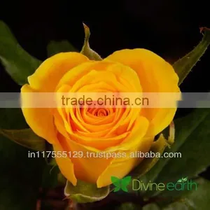 Cut Rose thumbnail-4