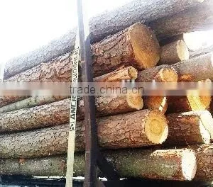Pine or Birch Wood Logs China thumbnail-2