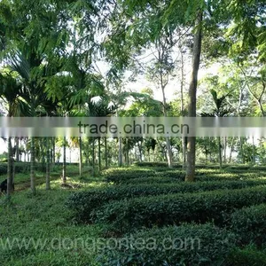 Oolong Tea - Viet Nam Jin Xuan Oolong Tea thumbnail-5