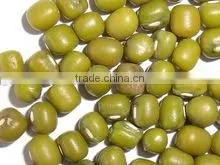 MUNG BEANS thumbnail-2