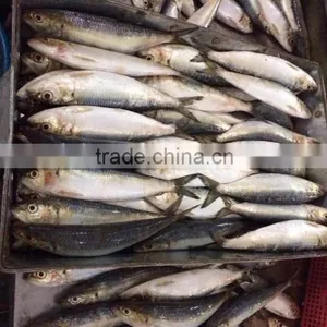 Bait Sardines From Chinese Factory thumbnail-1