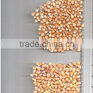 UKRAINIAN CORN thumbnail-2